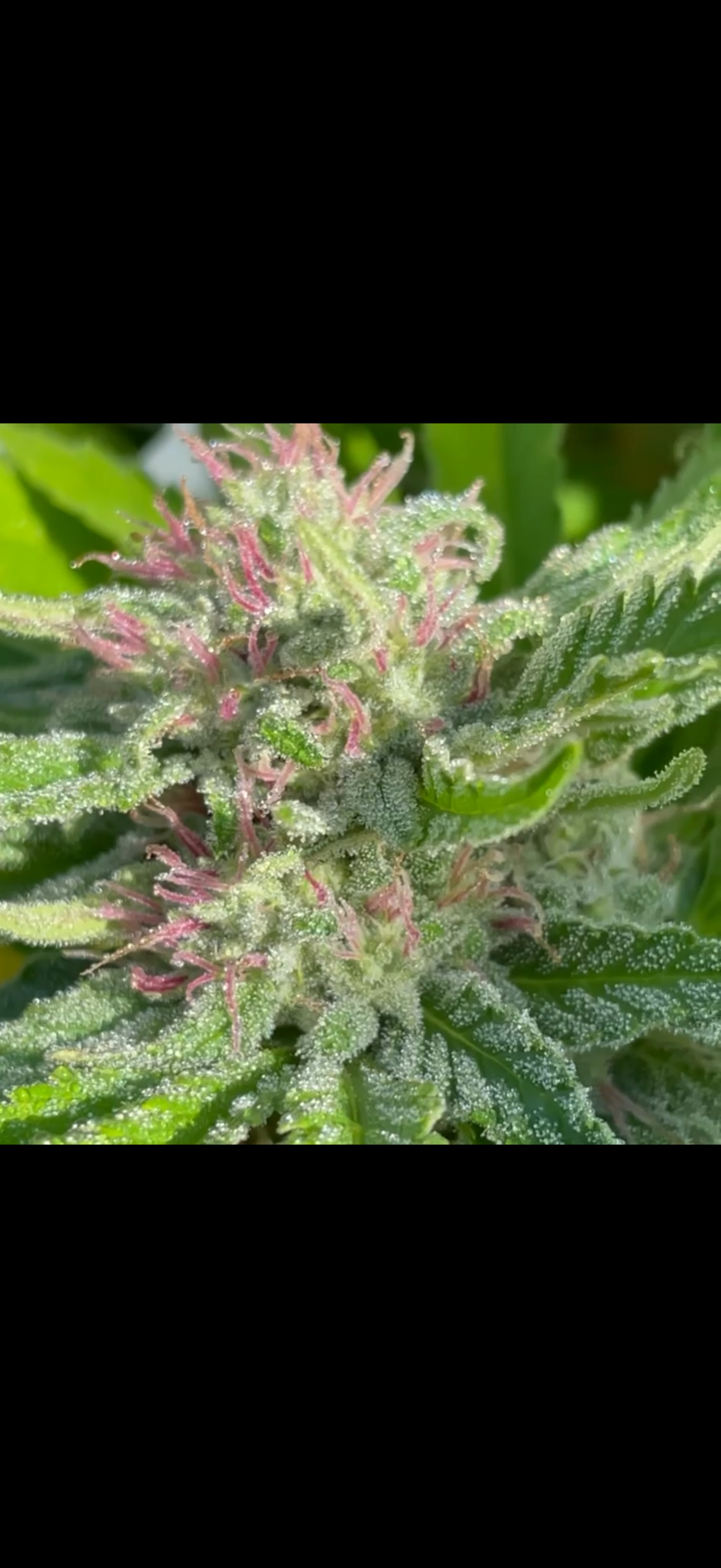 Premium cannabis bud with trichomes