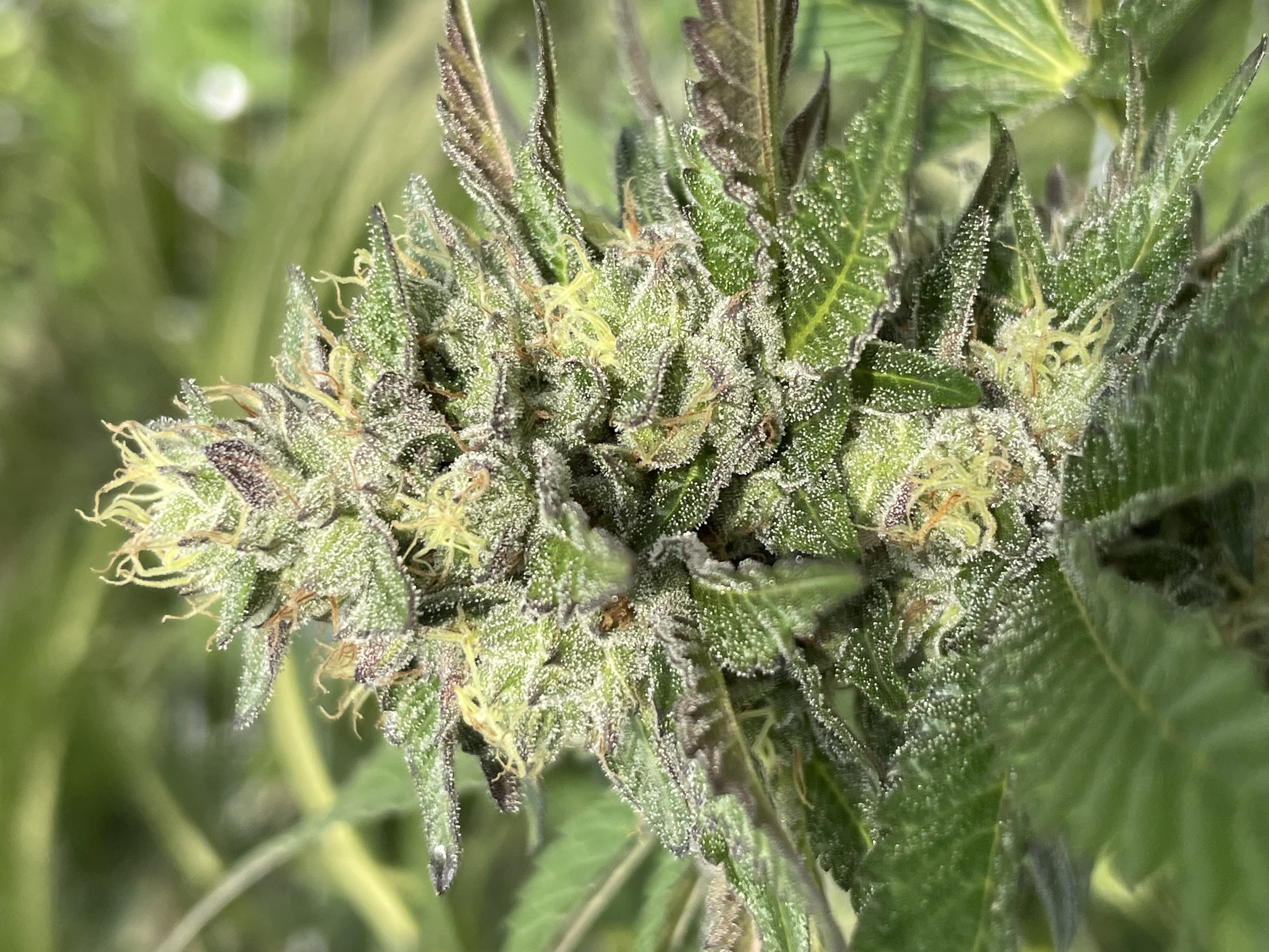 Close-up cannabis flower bud covered in trichomes